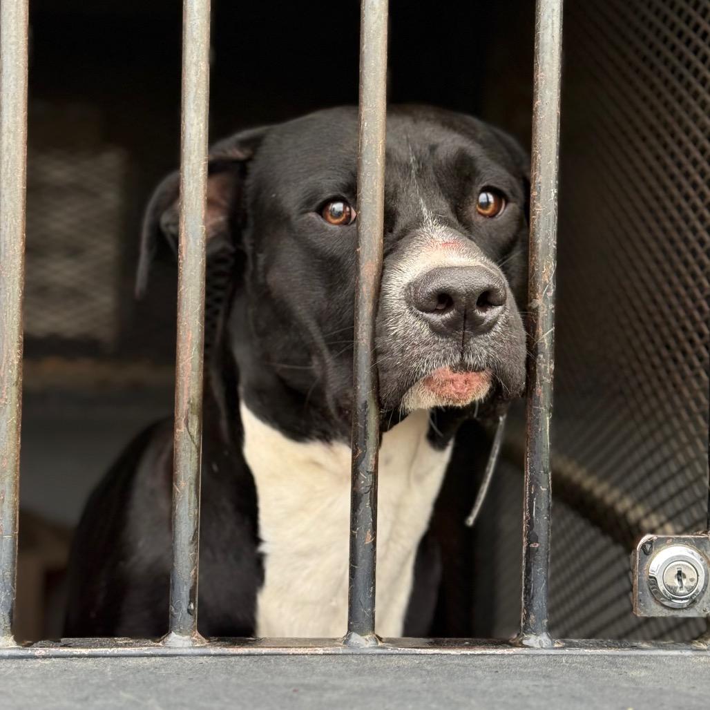 Zuki, a Adoptable mixed breed in Fort Smith, AR image 2/6