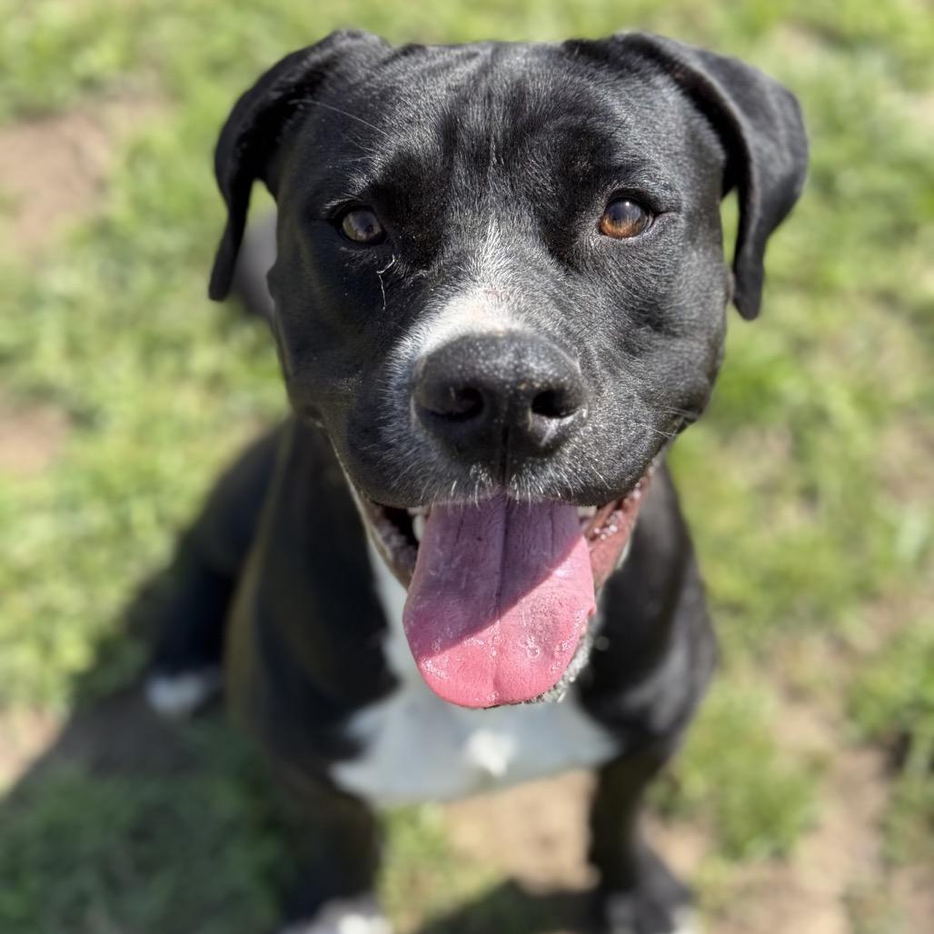 Zuki, a Adoptable mixed breed in Fort Smith, AR image 3/6