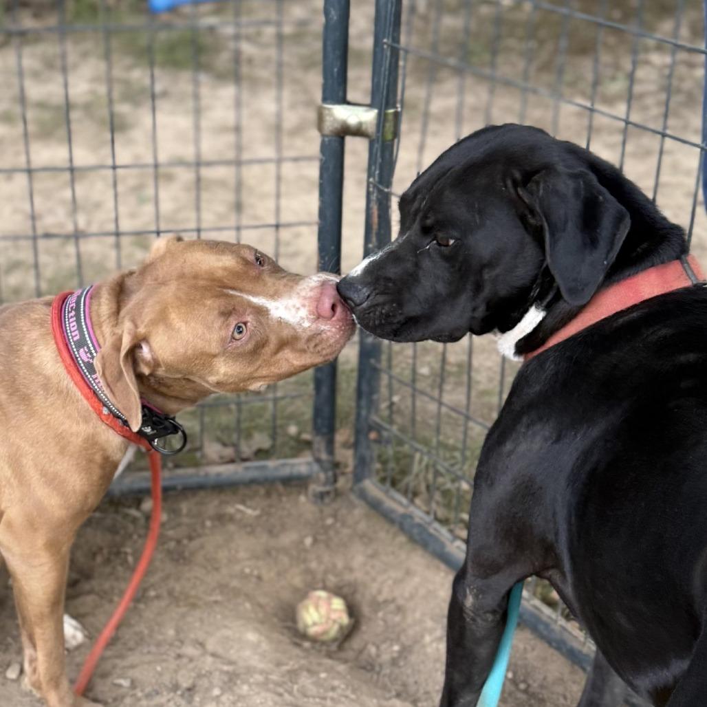 Zuki, a Adoptable mixed breed in Fort Smith, AR image 6/6