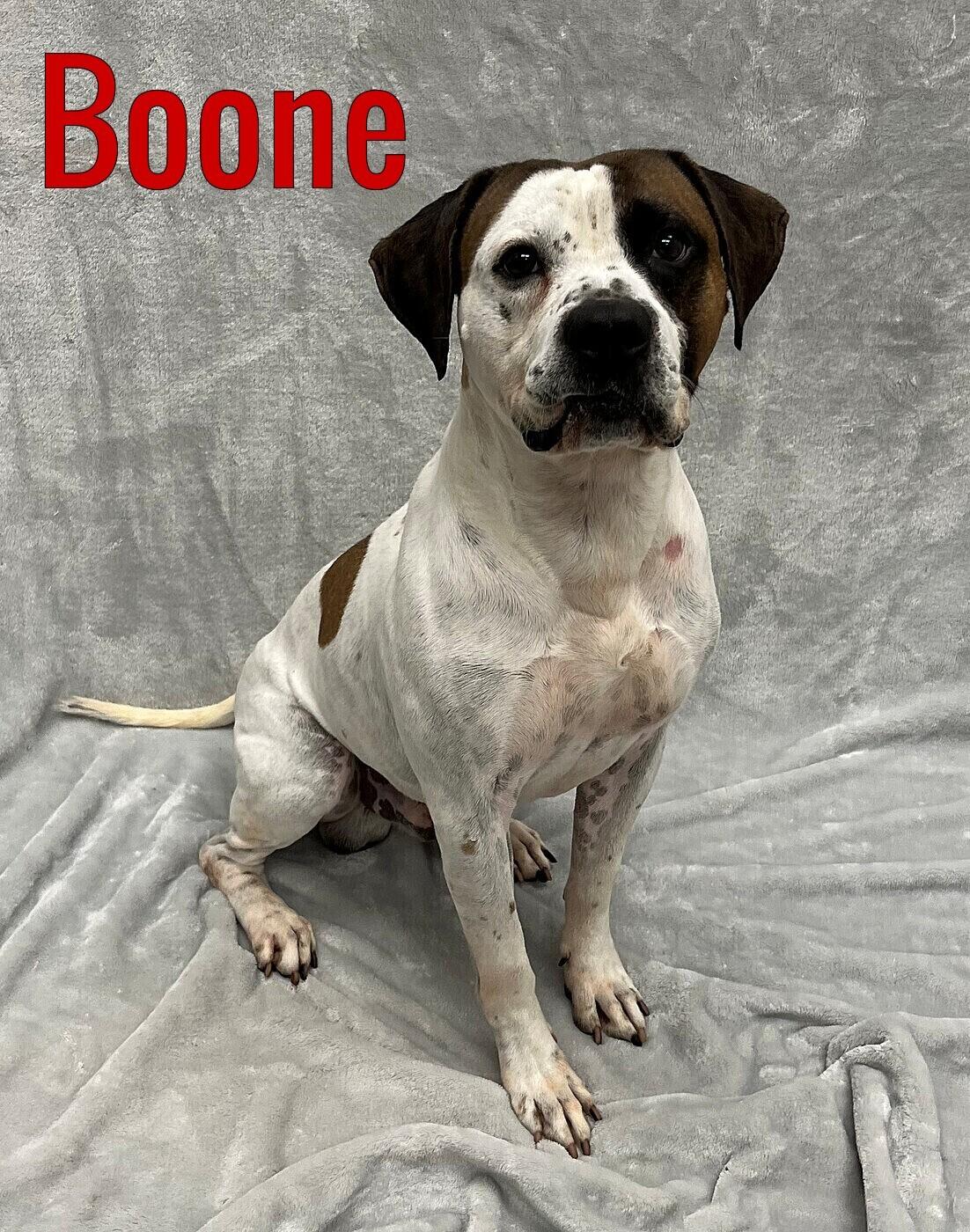 Boone, ADOPTABLE, Adult Male Hound & Terrier.