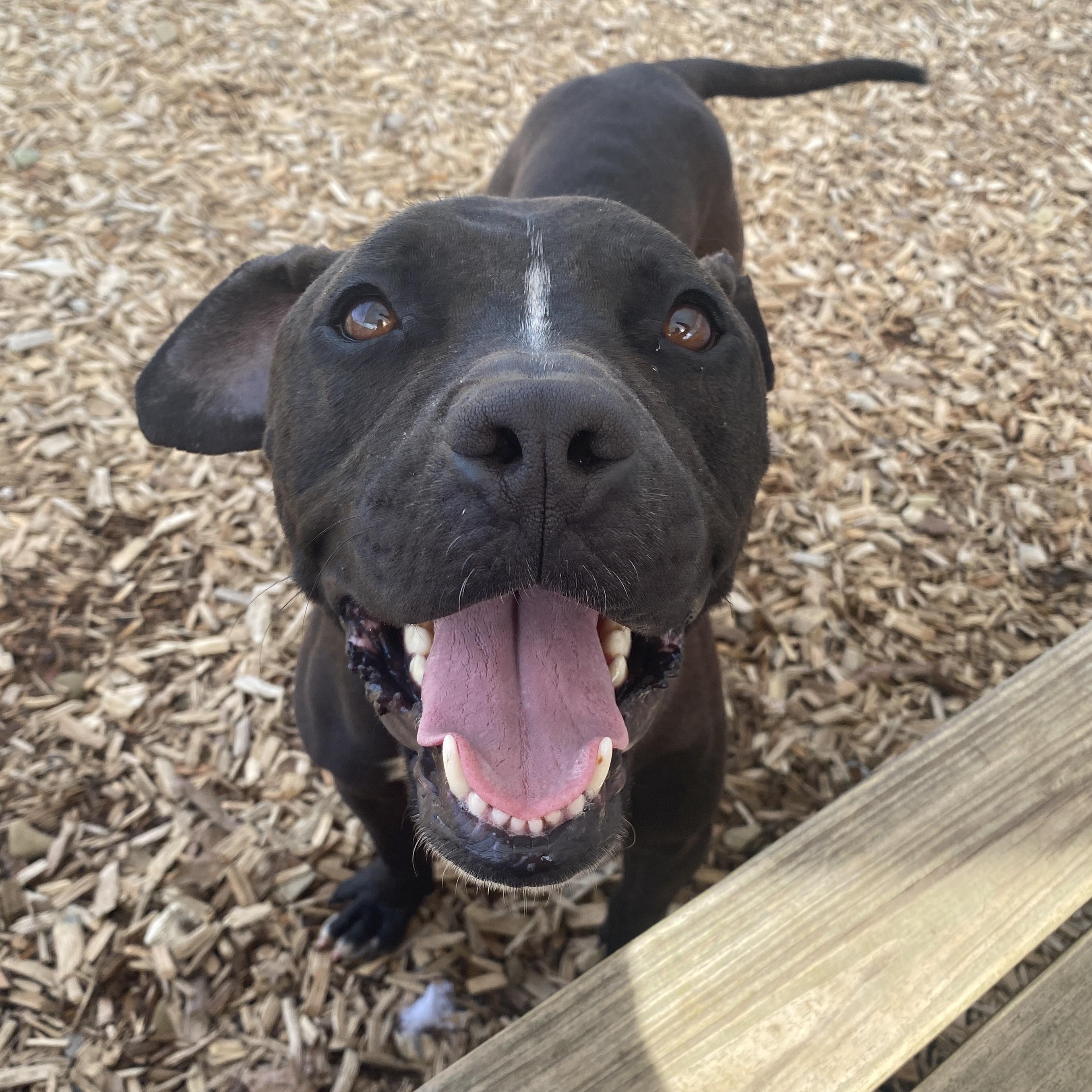 Enlarge Toots, a Adoptable Mixed Breed in Elyria, OH image 5/6