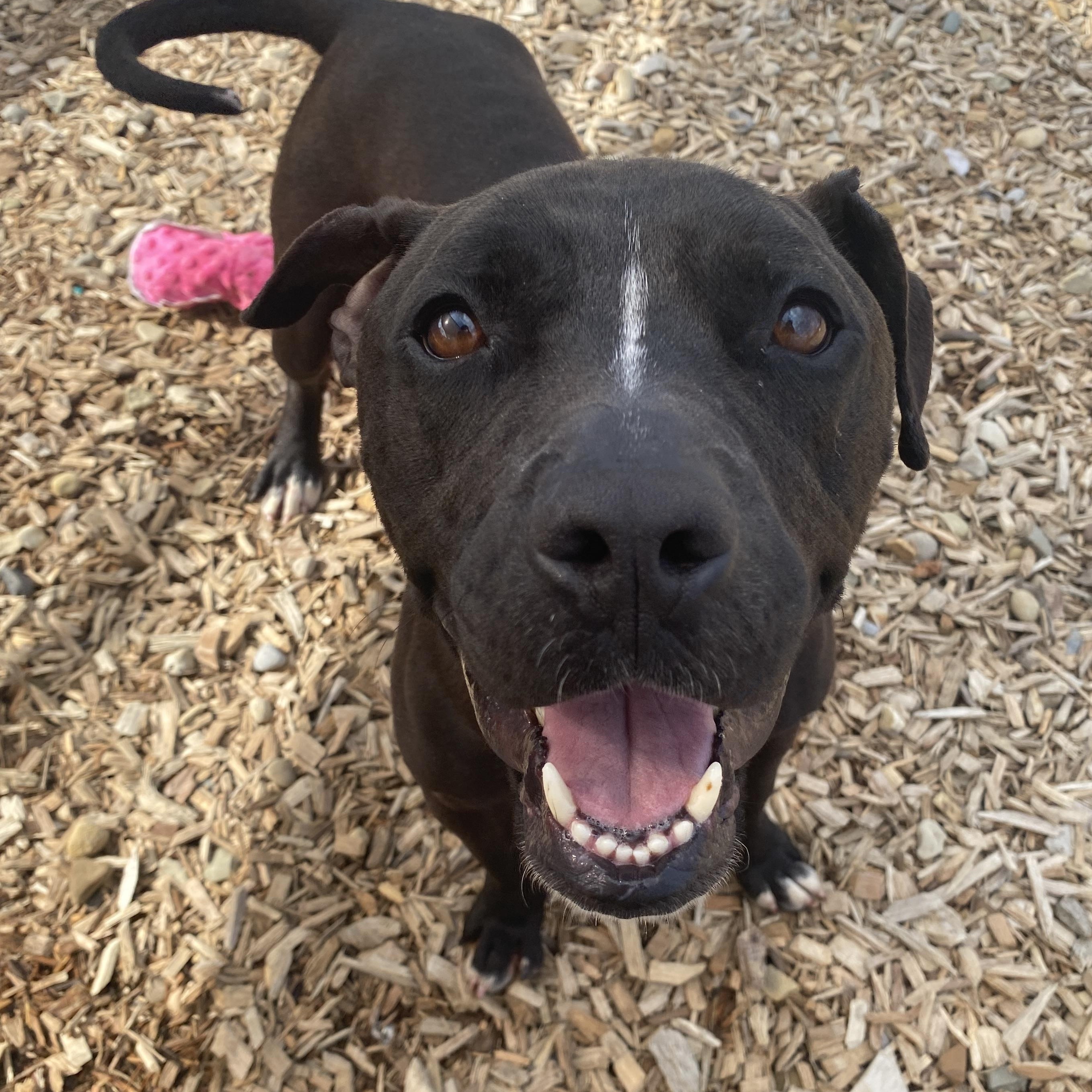 Enlarge Toots, a Adoptable Mixed Breed in Elyria, OH image 6/6