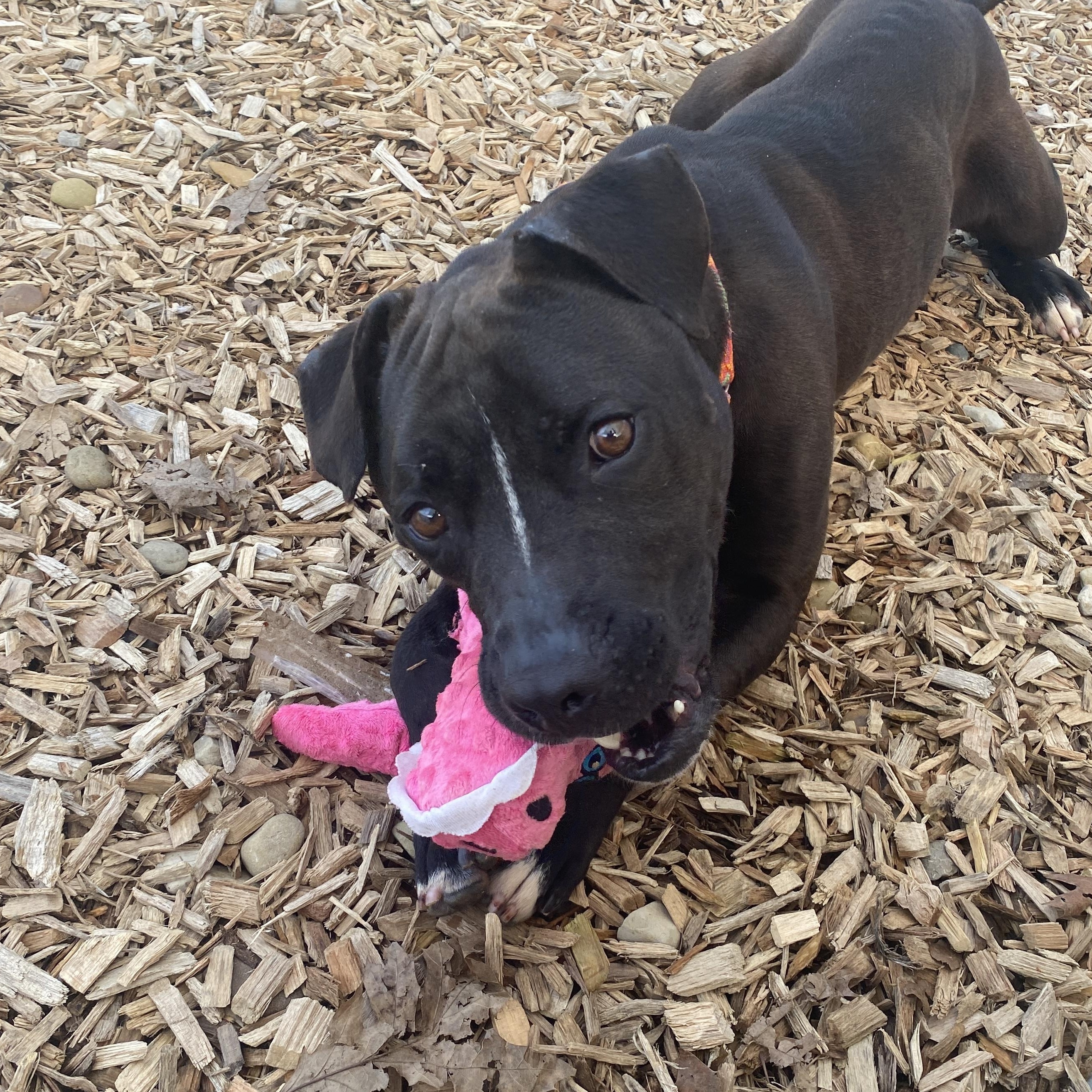 Enlarge Toots, a Adoptable Mixed Breed in Elyria, OH image 4/6