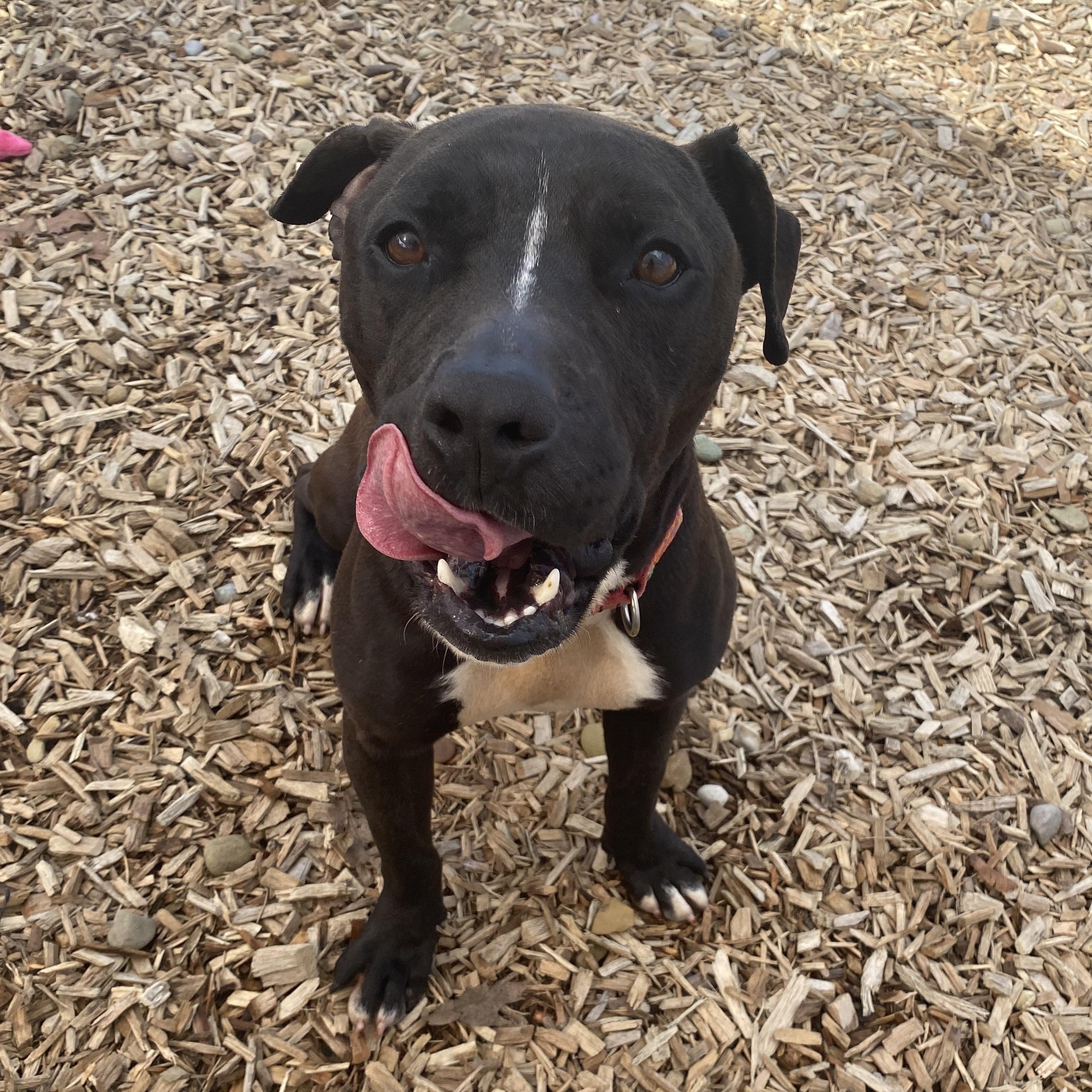 Toots, Adoptable, Adult Male Mixed Breed.