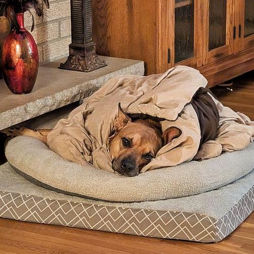 Penny 21068, Adoptable, Adult Female Carolina Dog & Mixed Breed.