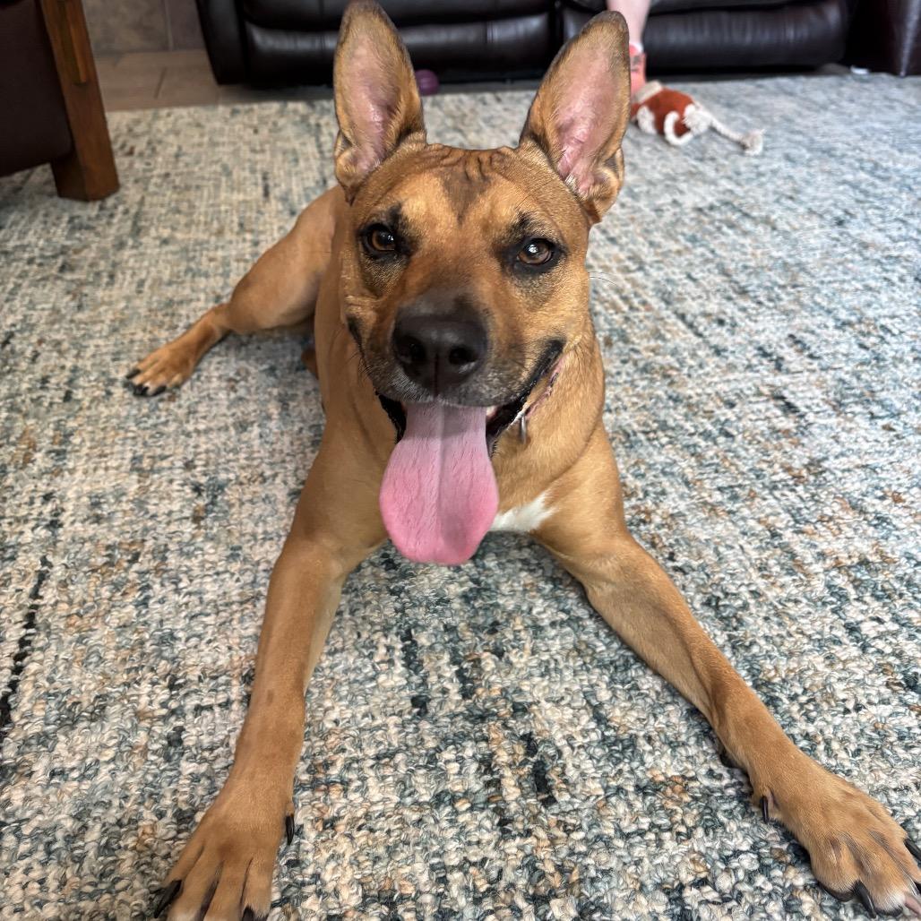 Enlarge Penny 21068, a Adoptable mixed breed in Minneapolis, MN image 2/6