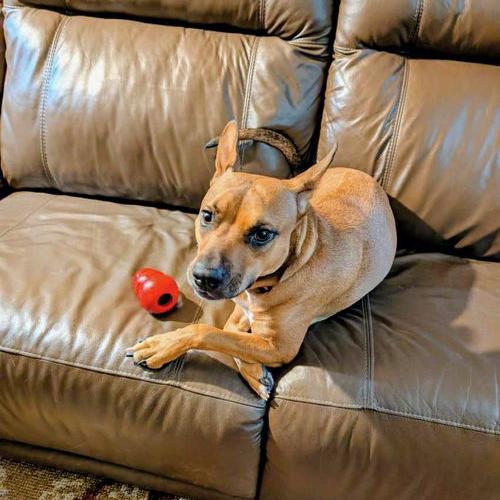 Enlarge Penny 21068, a Adoptable mixed breed in Minneapolis, MN image 3/6