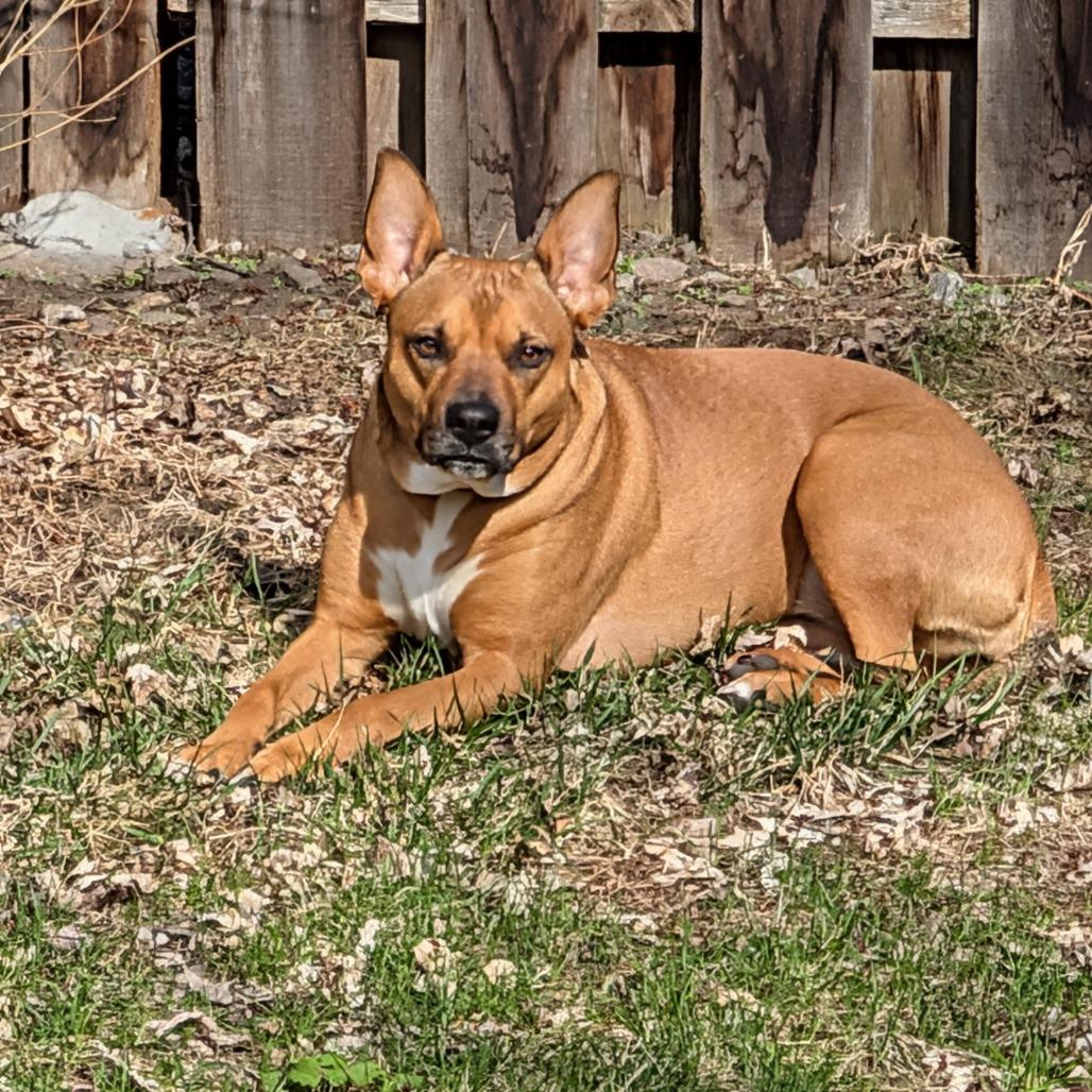 Enlarge Penny 21068, a Adoptable mixed breed in Minneapolis, MN image 4/6