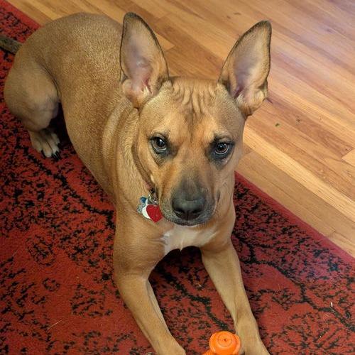 Enlarge Penny 21068, a Adoptable mixed breed in Minneapolis, MN image 5/6