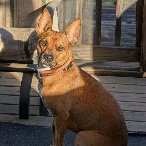 Enlarge Penny 21068, a Adoptable mixed breed in Minneapolis, MN image 6/6