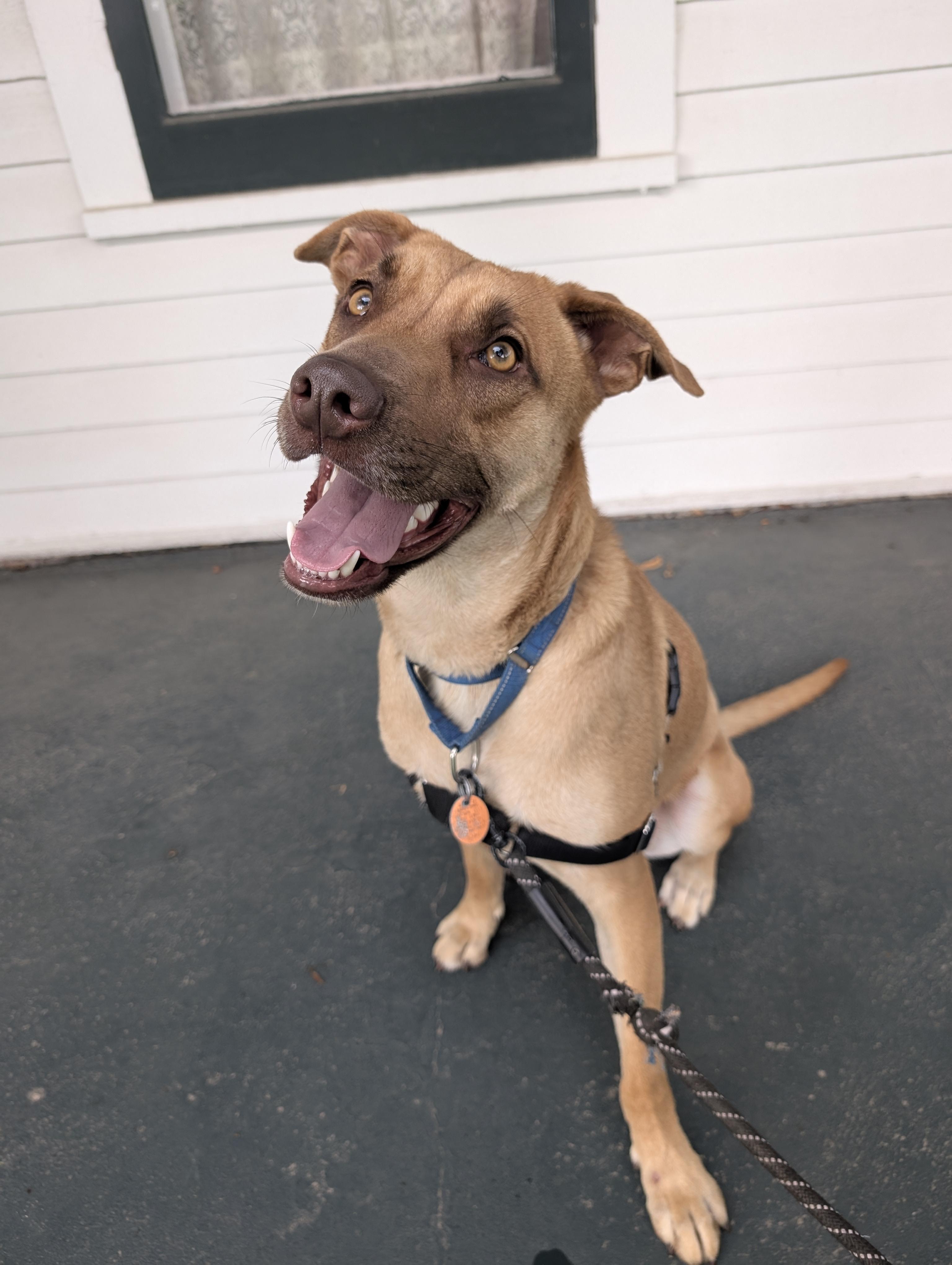 Holt, adoptable, Young Male Shepherd.