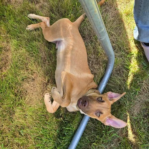 Holt, a Adoptable mixed breed in Grand Island, NE image 2/5