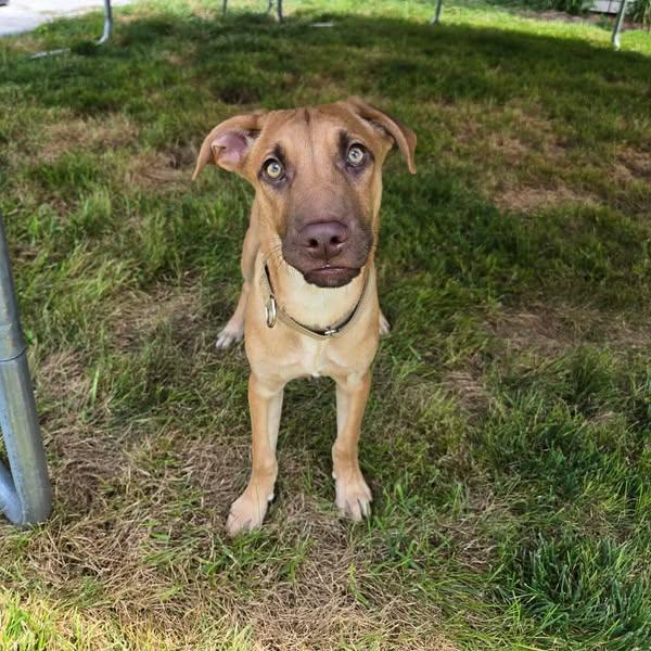 Holt, an adoptable Shepherd in Grand Island, NE, 68801 | Photo Image 3