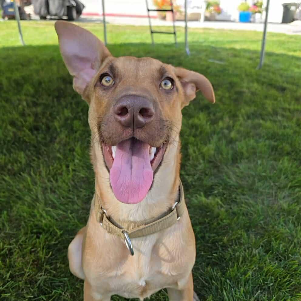 Holt, a Adoptable mixed breed in Grand Island, NE image 5/5