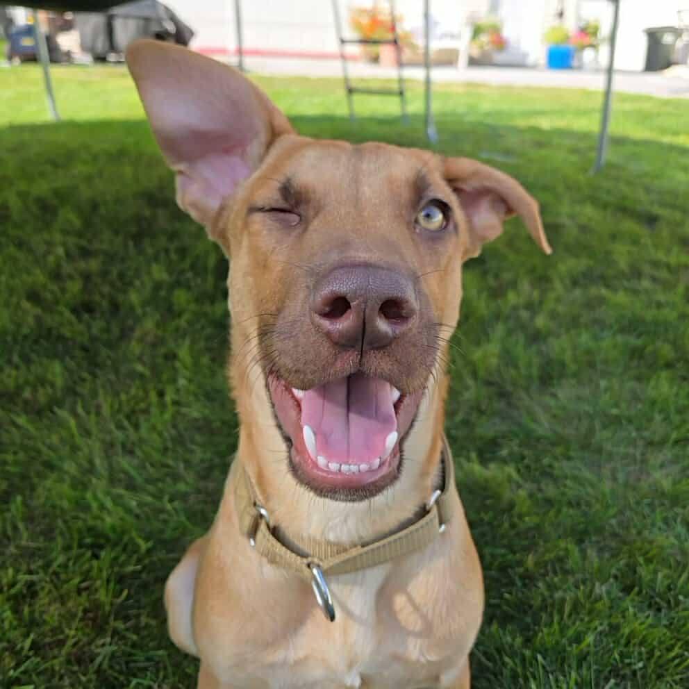 Holt, a Adoptable mixed breed in Grand Island, NE image 4/5