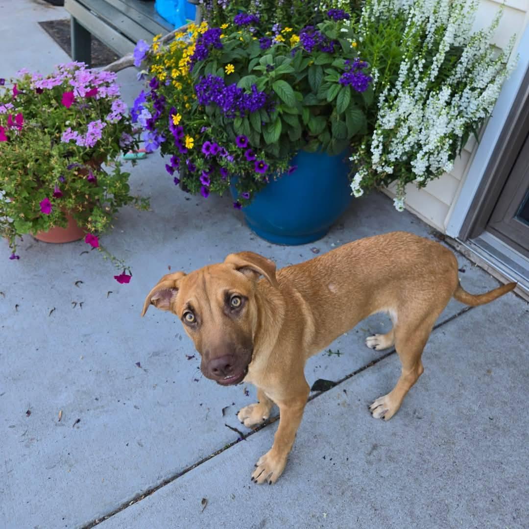 Holt, an adoptable Shepherd in Grand Island, NE, 68801 | Photo Image 1