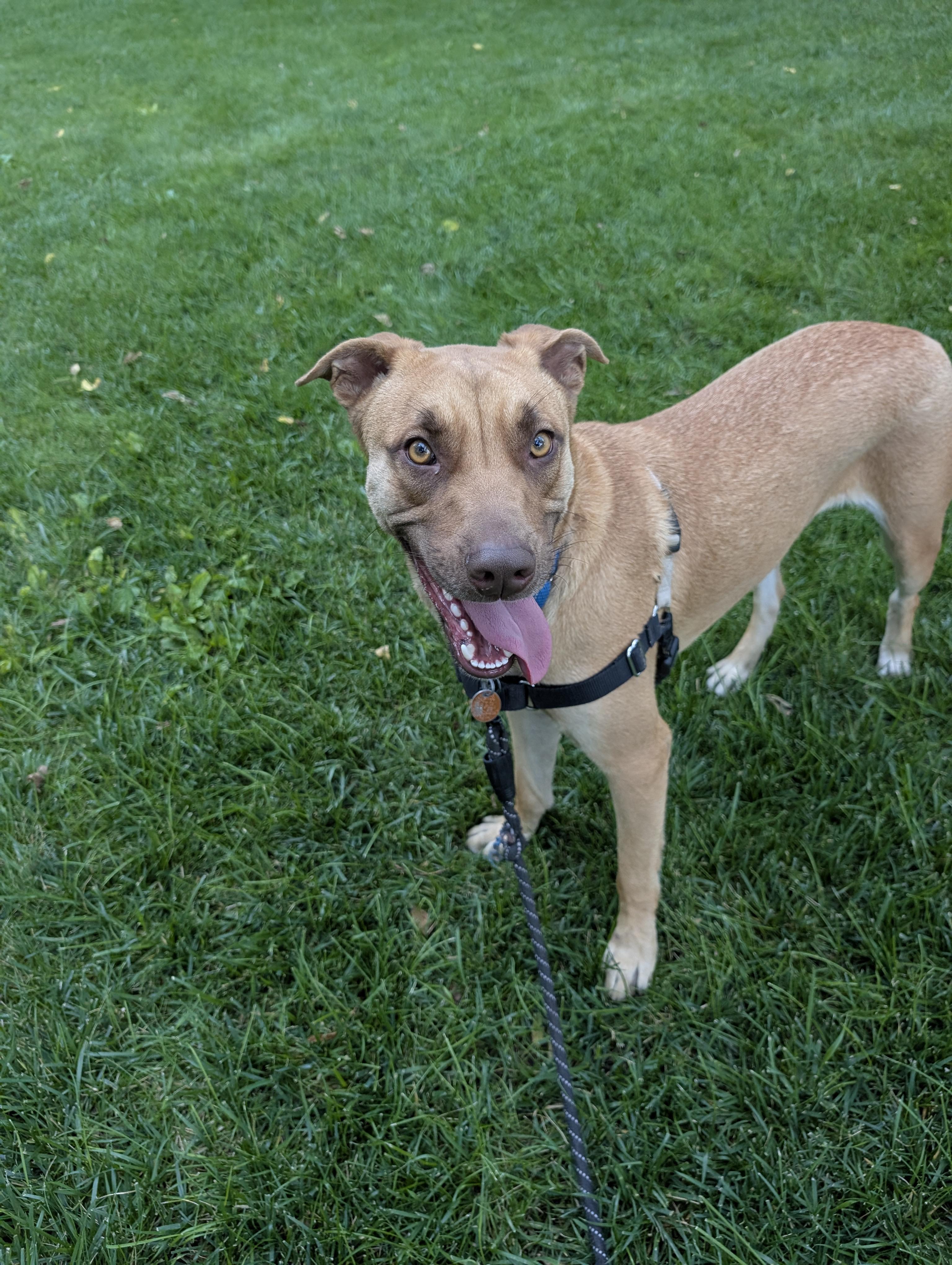 Enlarge Holt, an adoptable mixed breed in Grand Island, NE image 6/6