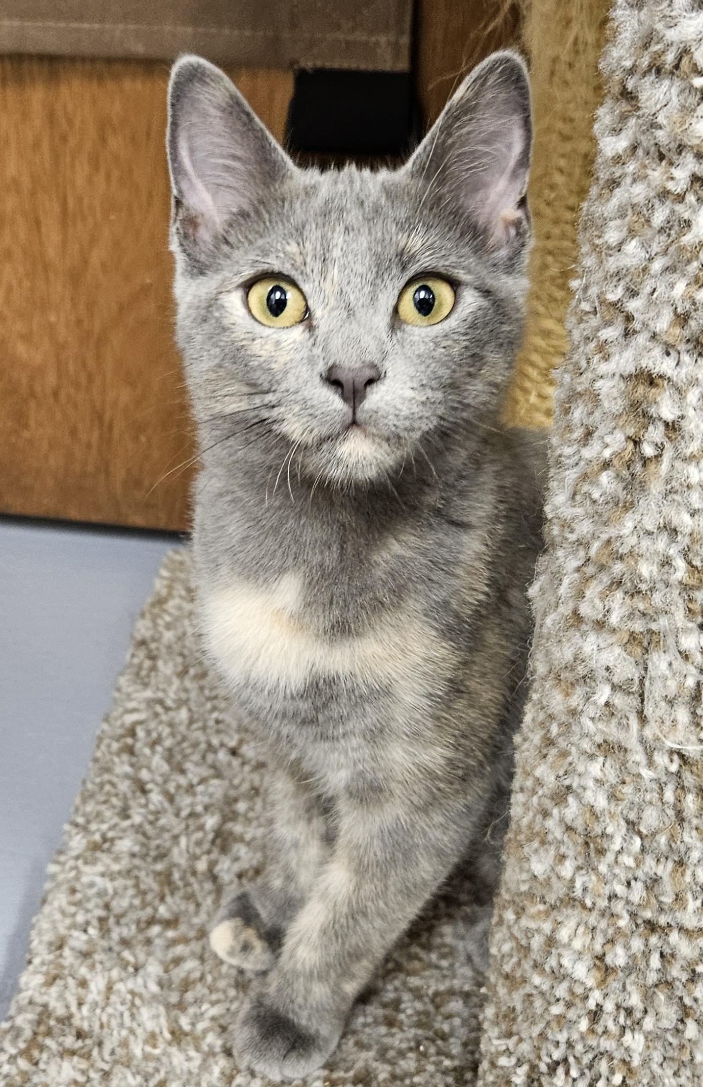 Yelena, Adoptable, Young Female Dilute Tortoiseshell.