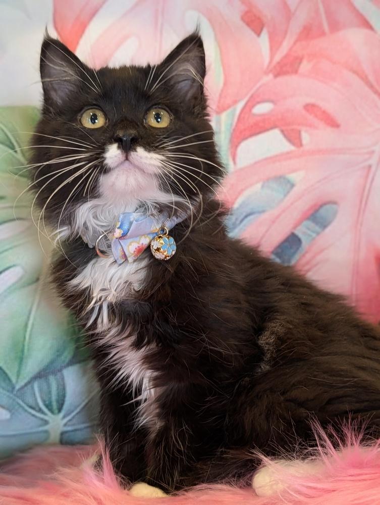 Enlarge Lox, a Adoptable Domestic Medium Hair in Fremont, CA image 1/5