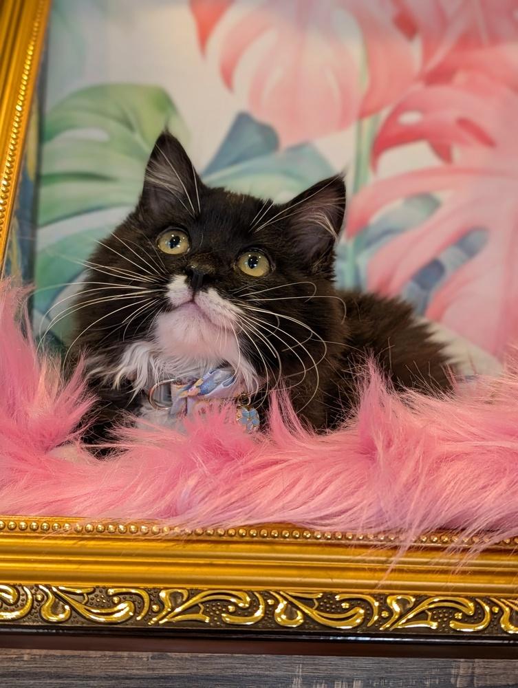 Enlarge Lox, a Adoptable Domestic Medium Hair in Fremont, CA image 2/5