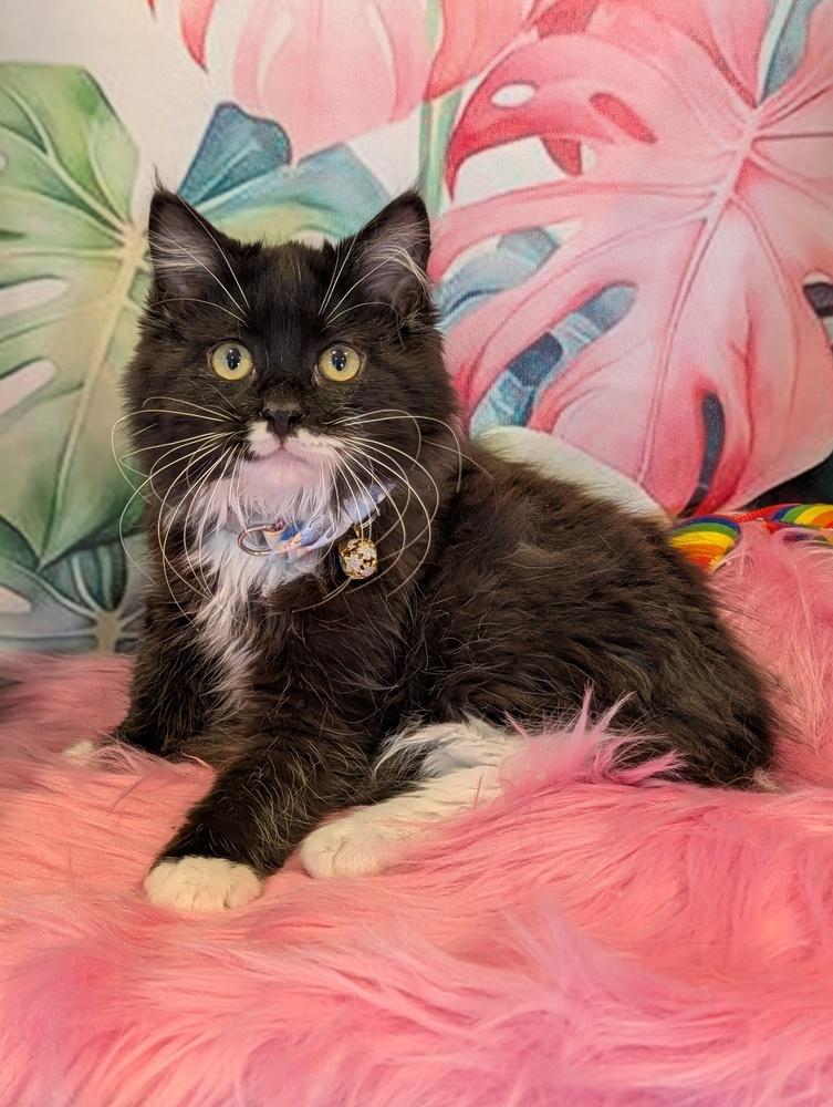 Enlarge Lox, a Adoptable Domestic Medium Hair in Fremont, CA image 3/5