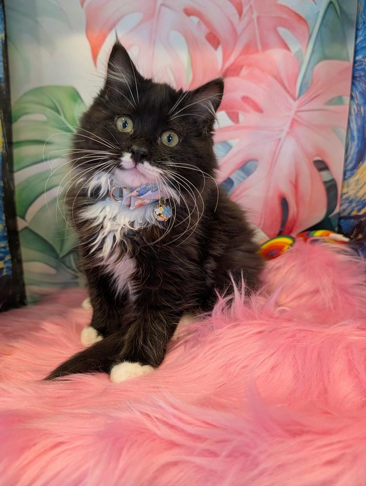 Enlarge Lox, a Adoptable Domestic Medium Hair in Fremont, CA image 4/5