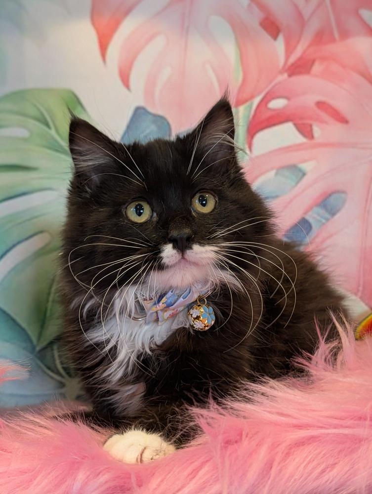 Enlarge Lox, a Adoptable Domestic Medium Hair in Fremont, CA image 5/5