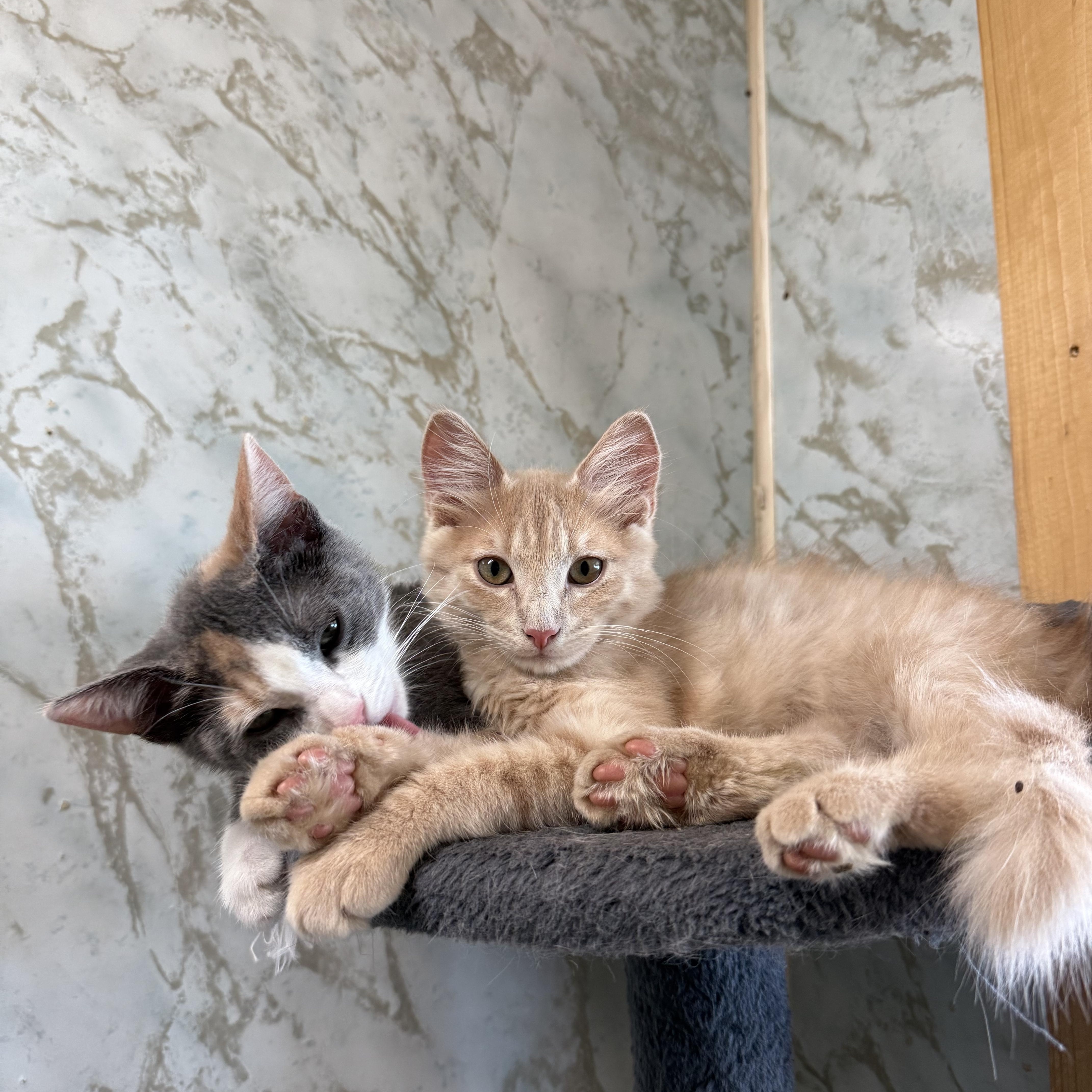 KATE, a Adoptable Domestic Short Hair in Joshua Tree, CA image 2/2