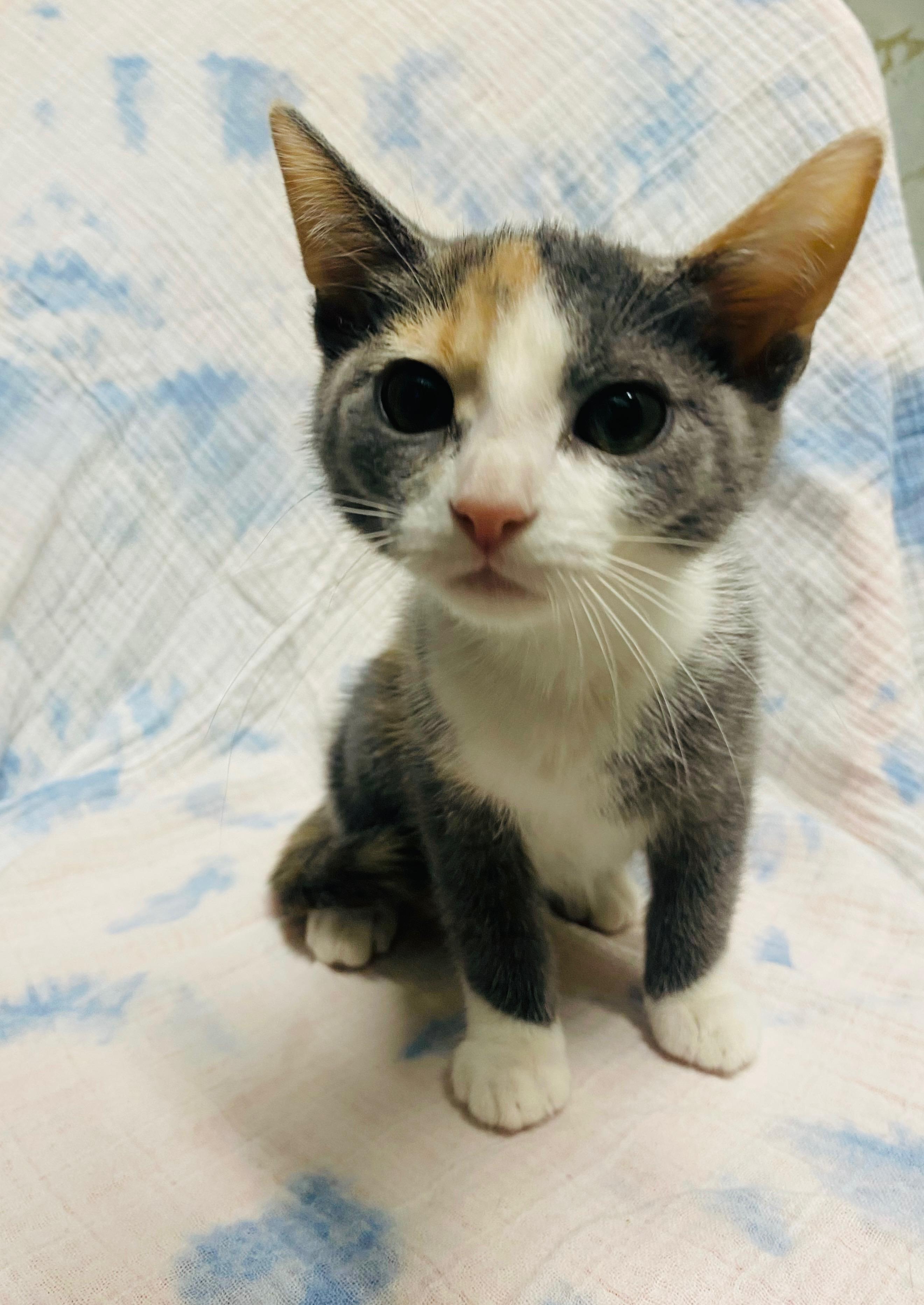 KATE, a Adoptable Domestic Short Hair in Joshua Tree, CA image 1/2