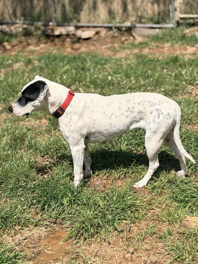 Cookie (Molly), a Adoptable mixed breed in Tulsa, OK image 1/2