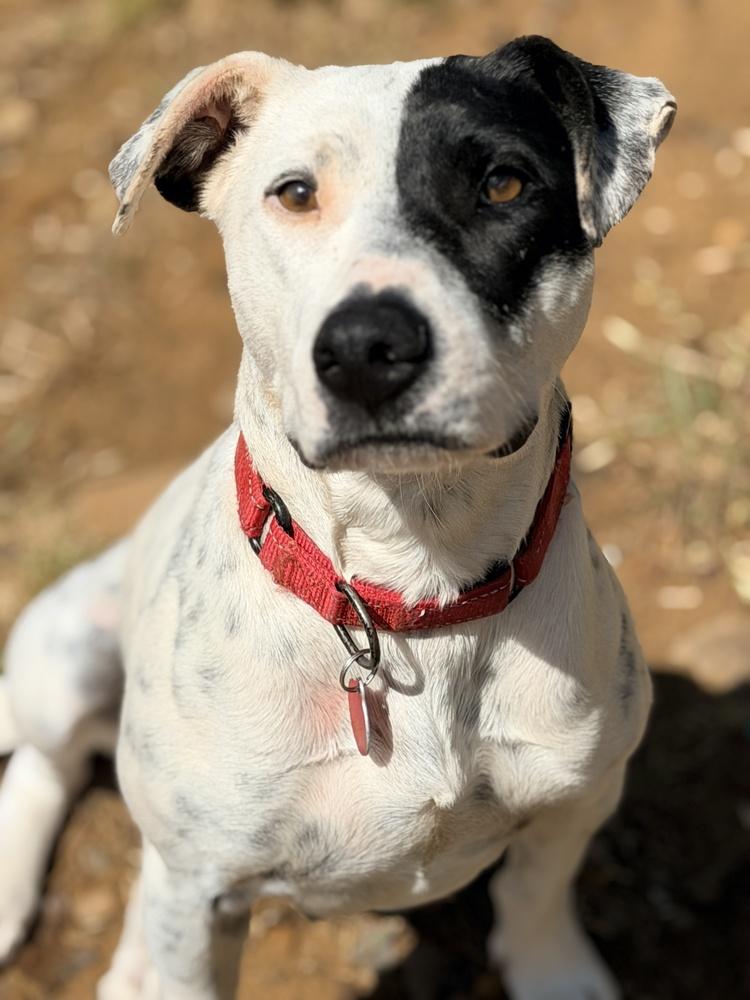Cookie (Molly), a Adoptable mixed breed in Tulsa, OK image 2/2