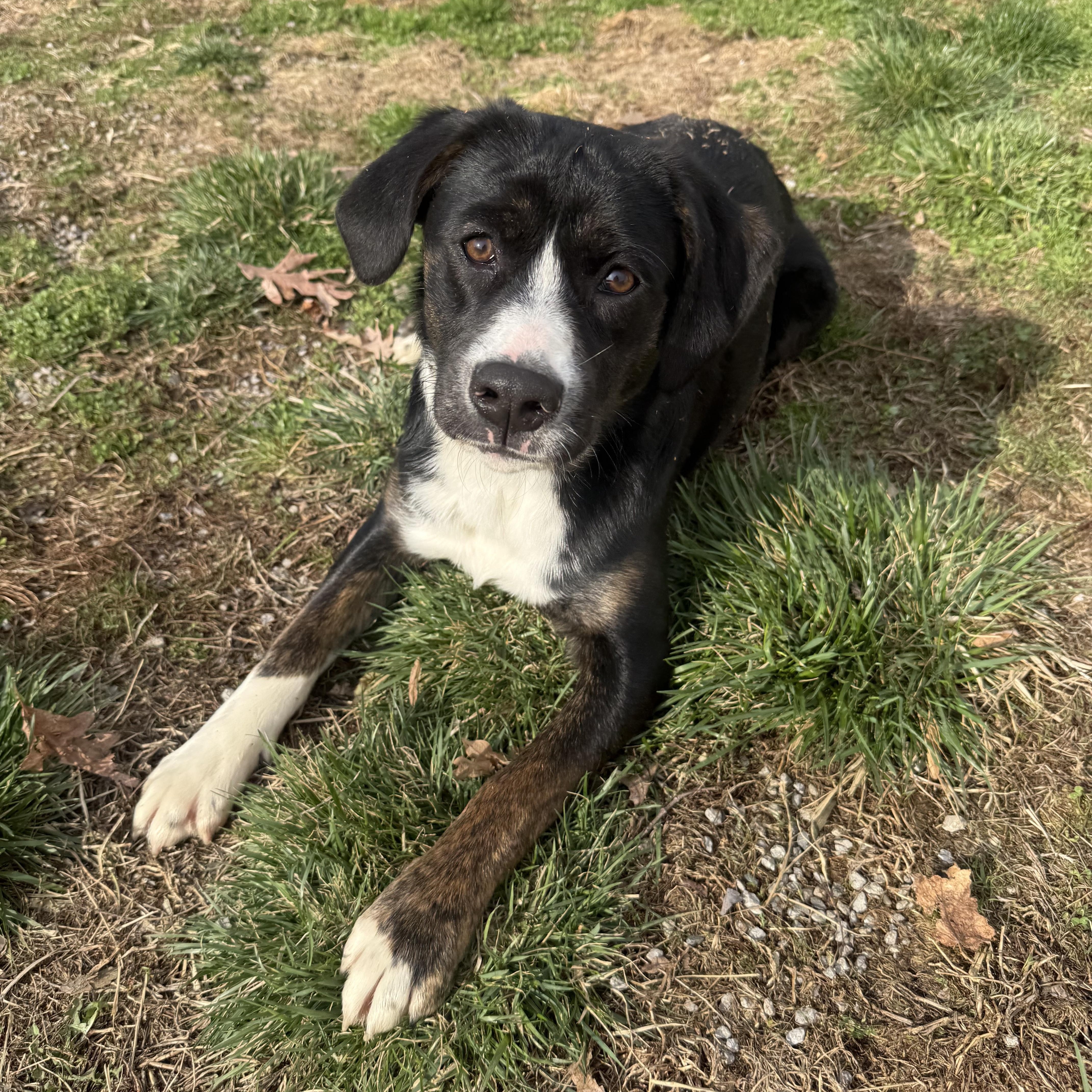 Enlarge Finn, a ADOPTABLE mixed breed in Clinton, PA image 6/6