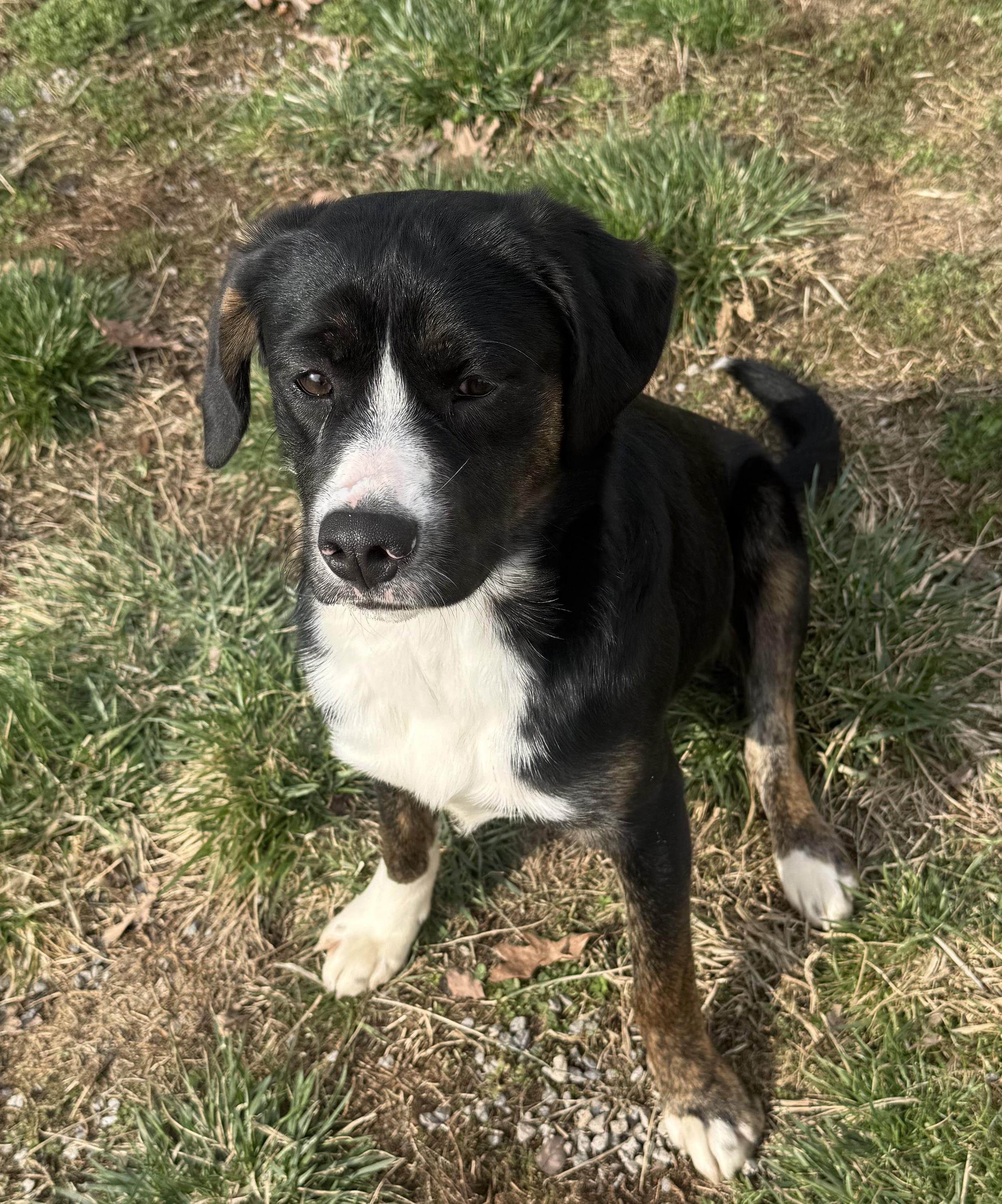 Enlarge Finn, a ADOPTABLE mixed breed in Clinton, PA image 5/6