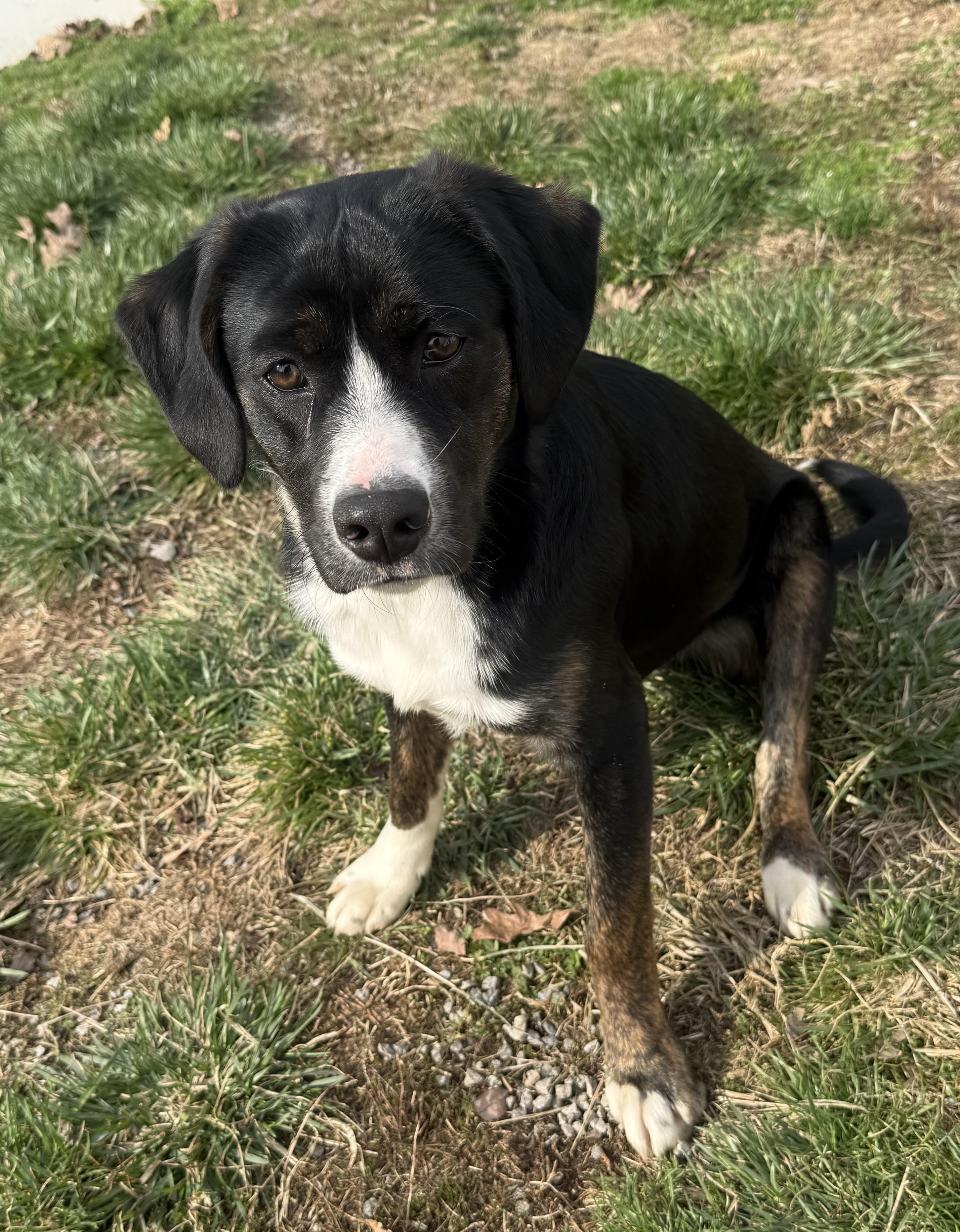 Enlarge Finn, a ADOPTABLE mixed breed in Clinton, PA image 3/6