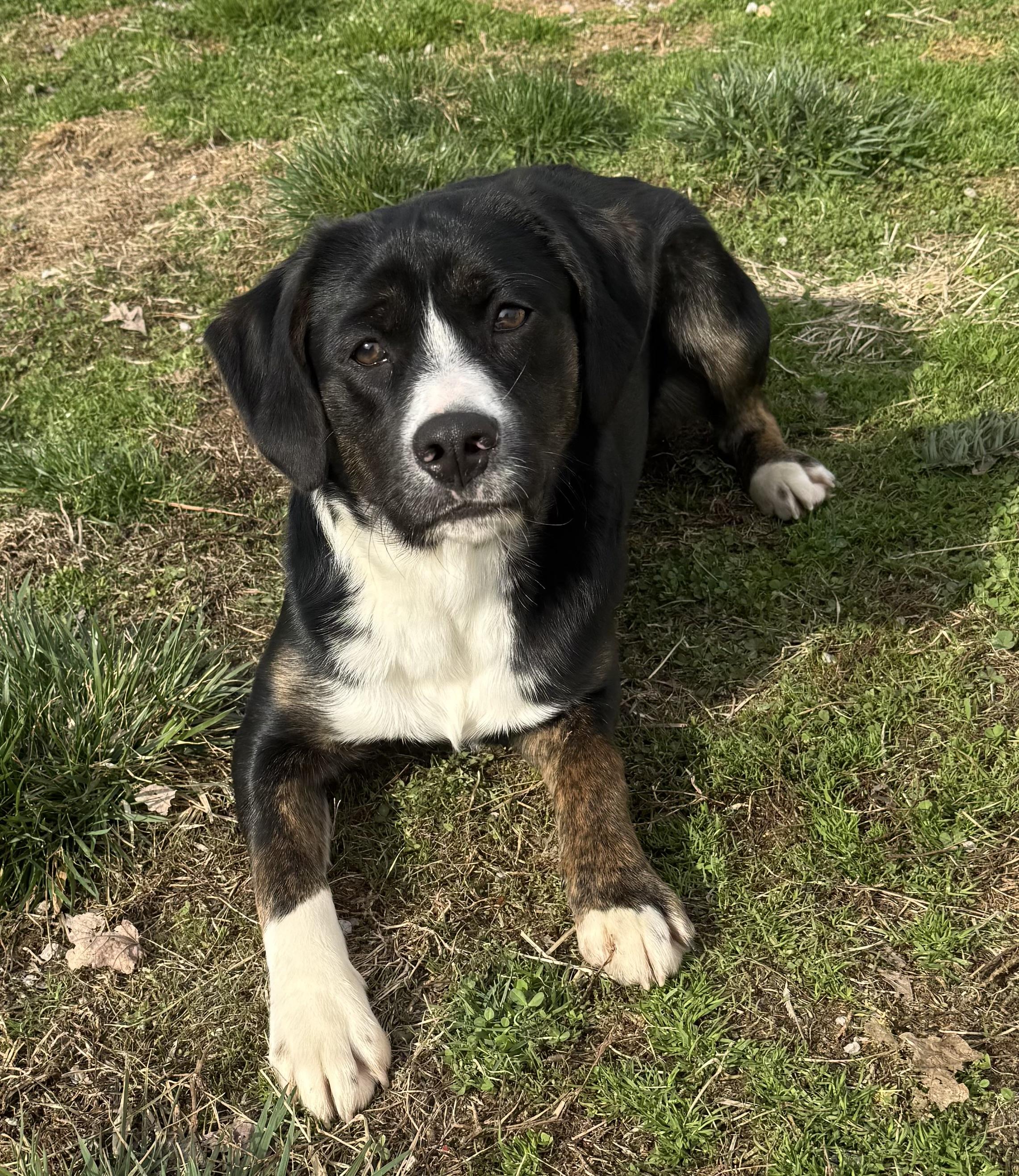 Enlarge Finn, a ADOPTABLE mixed breed in Clinton, PA image 4/6