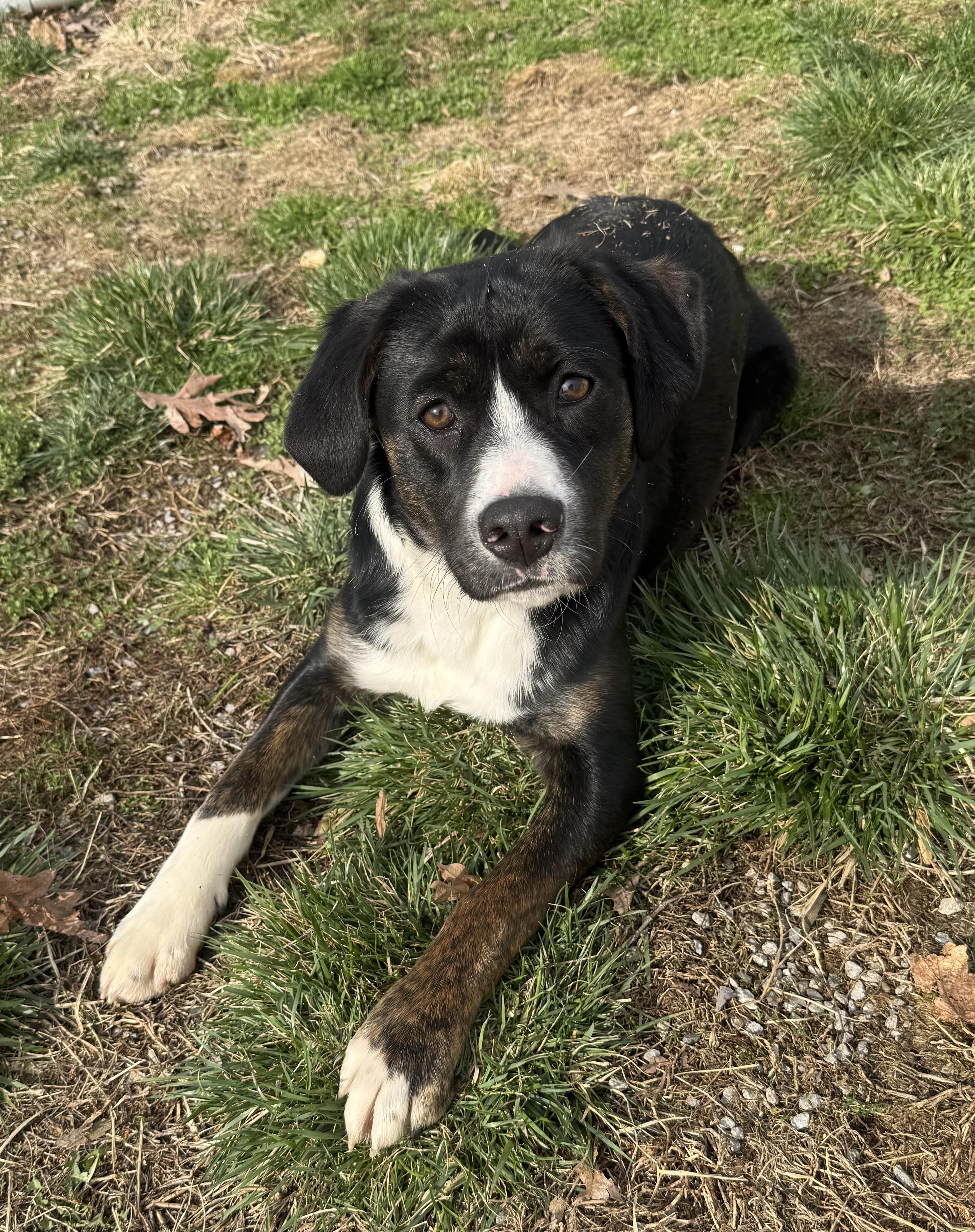 Finn, ADOPTABLE, Young Male Border Collie & Bernese Mountain Dog.