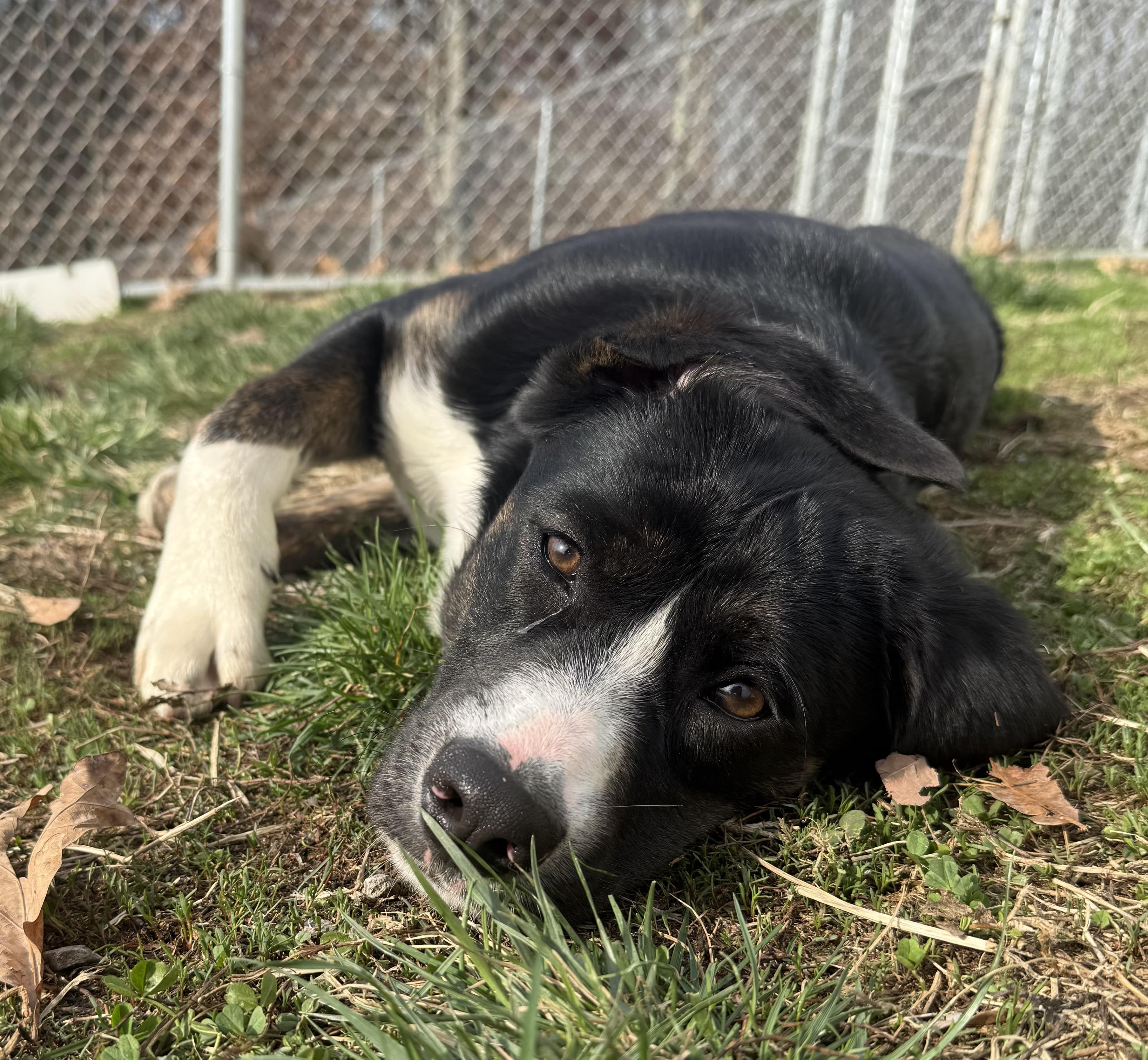 Enlarge Finn, a ADOPTABLE mixed breed in Clinton, PA image 2/6