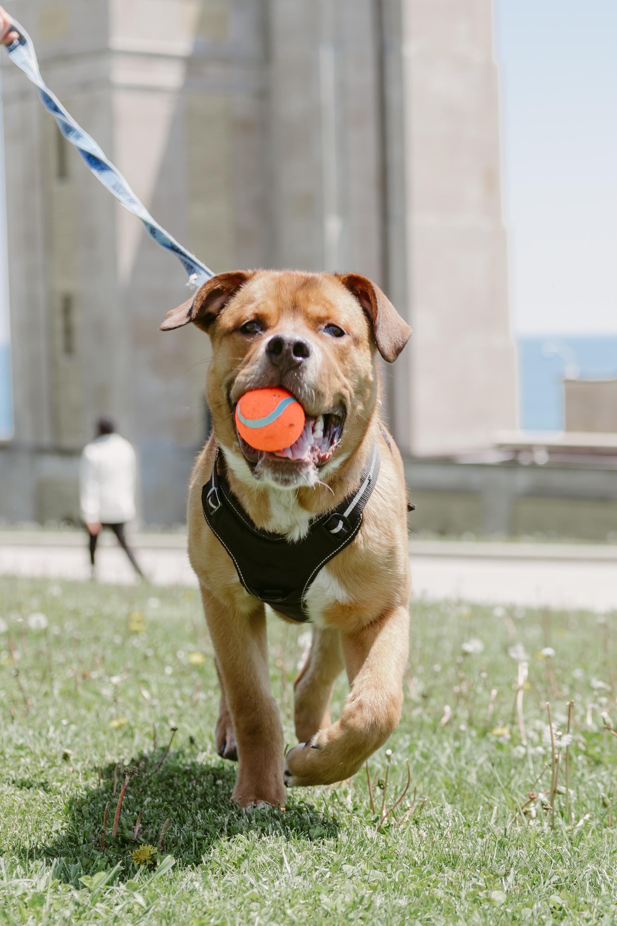 Kyle, a ADOPTABLE Mixed Breed in Mississauga, ON image 4/5
