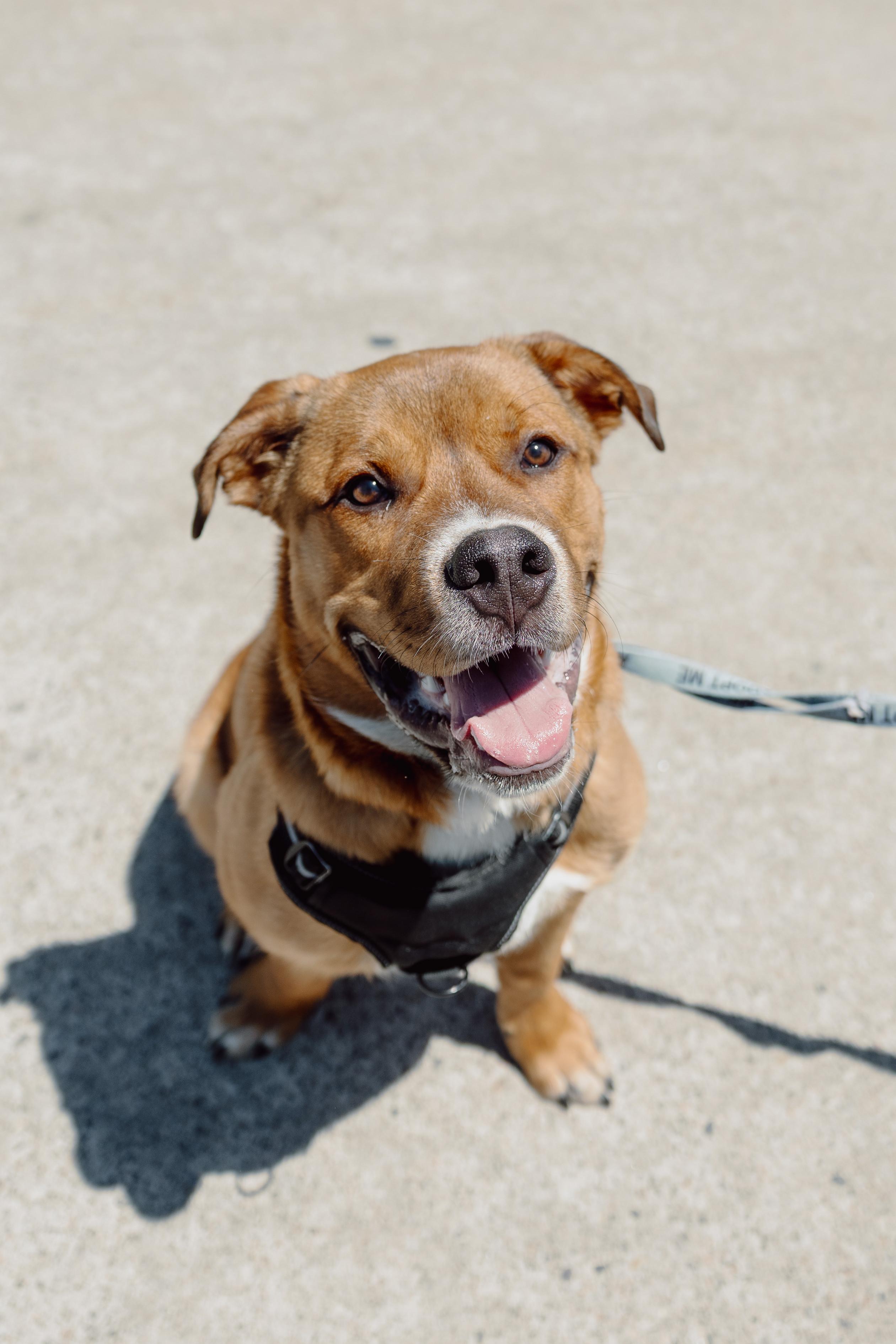 Kyle, a ADOPTABLE Mixed Breed in Mississauga, ON image 2/5