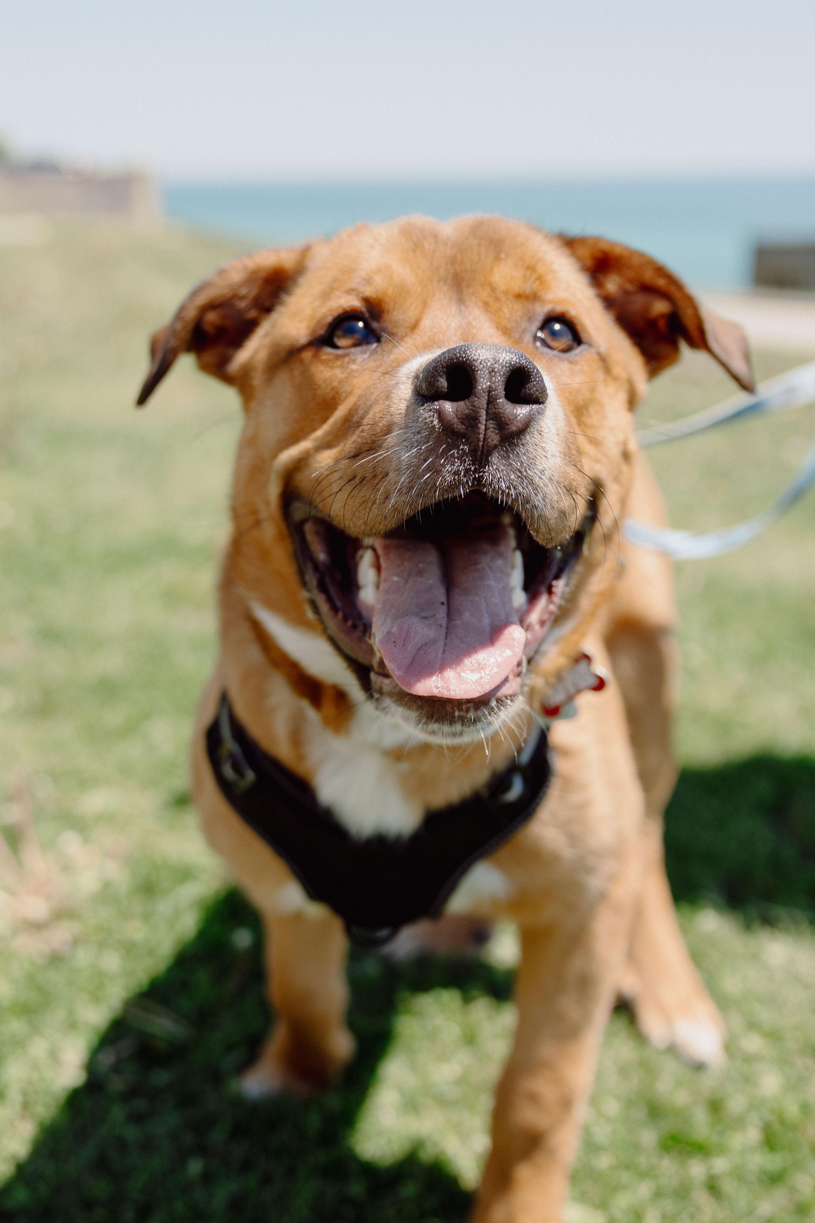 Kyle, a ADOPTABLE Mixed Breed in Mississauga, ON image 5/5