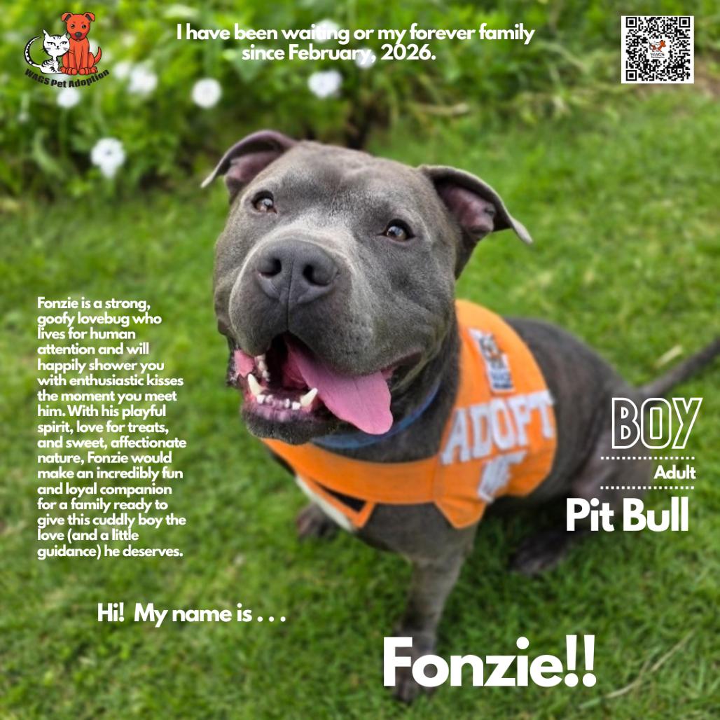 Fonzie, Adoptable, Adult Male Pit Bull Terrier.
