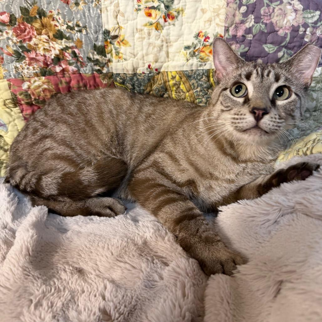 Snow, Adoptable, Adult Female Domestic Short Hair.