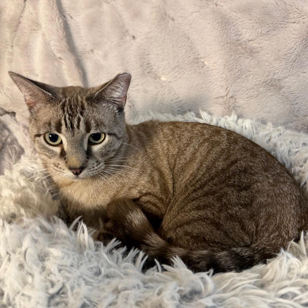 Enlarge Snow, a Adoptable Domestic Short Hair in Flower Mound, TX image 2/5