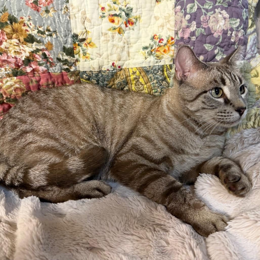 Enlarge Snow, a Adoptable Domestic Short Hair in Flower Mound, TX image 3/5