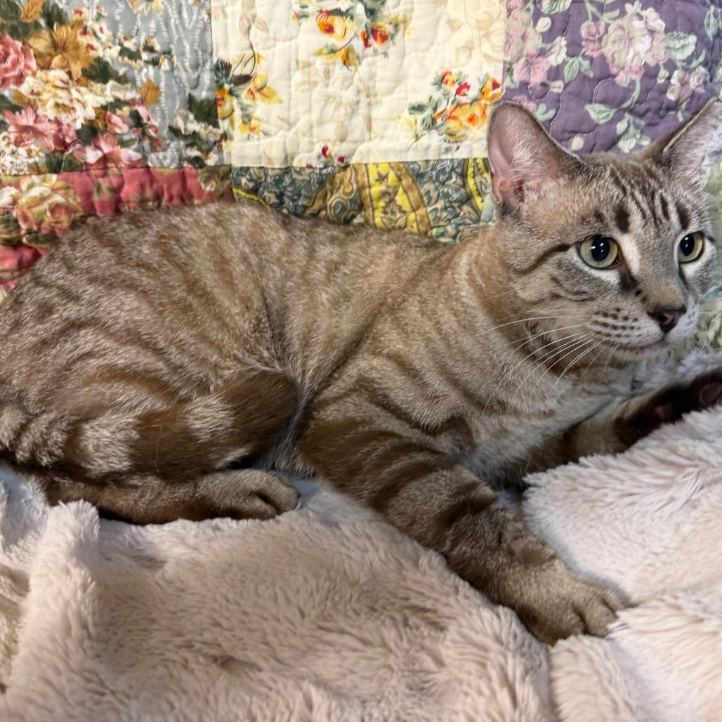 Enlarge Snow, a Adoptable Domestic Short Hair in Flower Mound, TX image 4/5