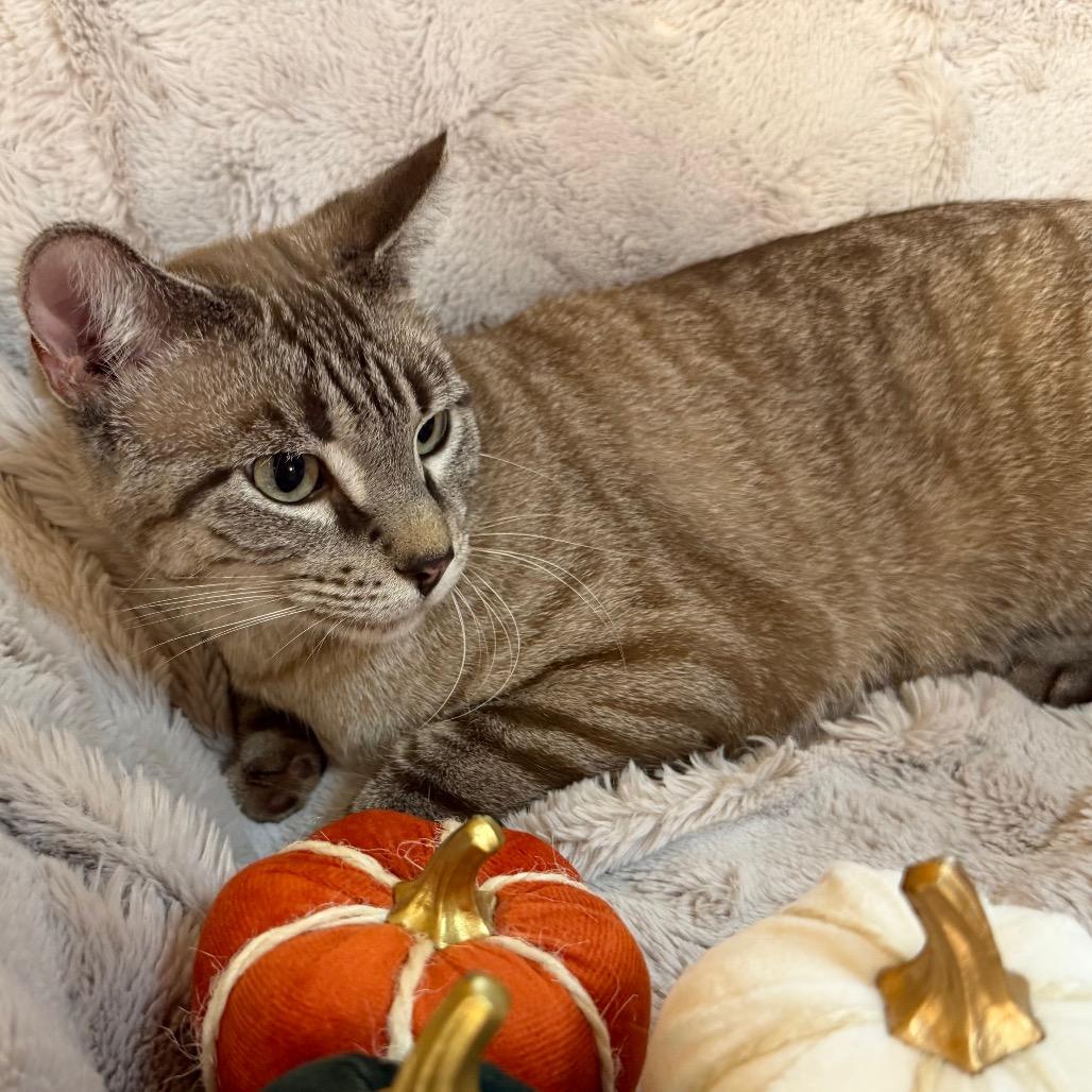 Enlarge Snow, a Adoptable Domestic Short Hair in Flower Mound, TX image 5/5