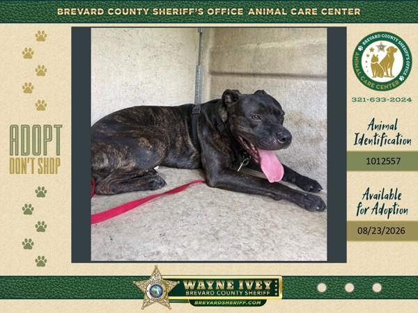 Enlarge Canon, a Adoptable mixed breed in Melbourne, FL image 1/1