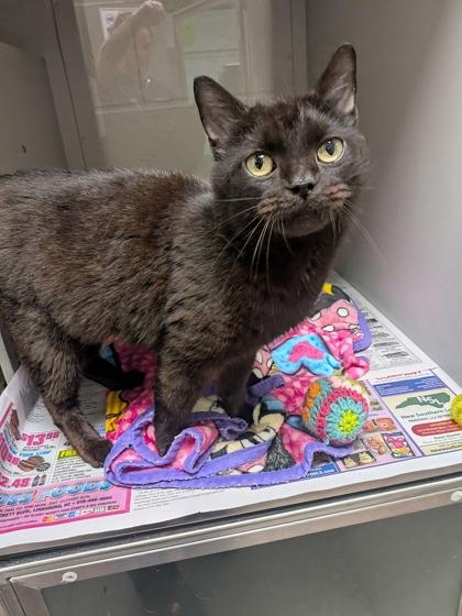 Enlarge Stevie, a Adoptable mixed breed in Louisburg, NC image 1/1