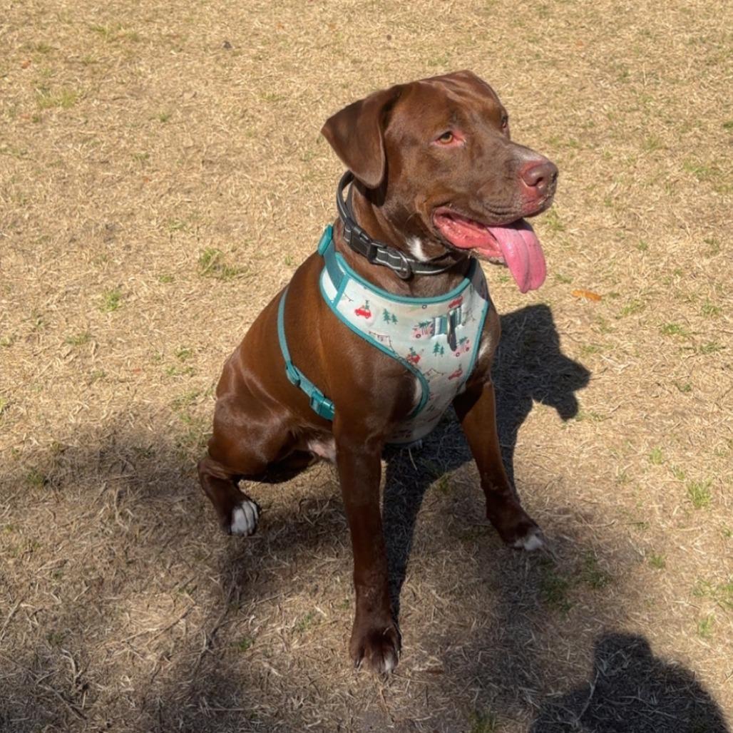 Coco, Adoptable, Adult Male Chocolate Labrador Retriever & Mixed Breed.