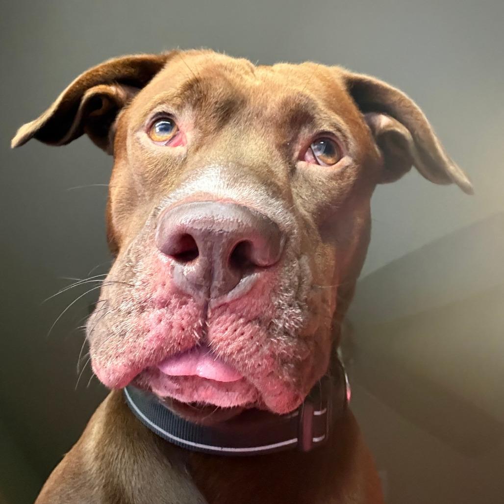 Enlarge Coco, a Adoptable mixed breed in Gainesville, FL image 2/6